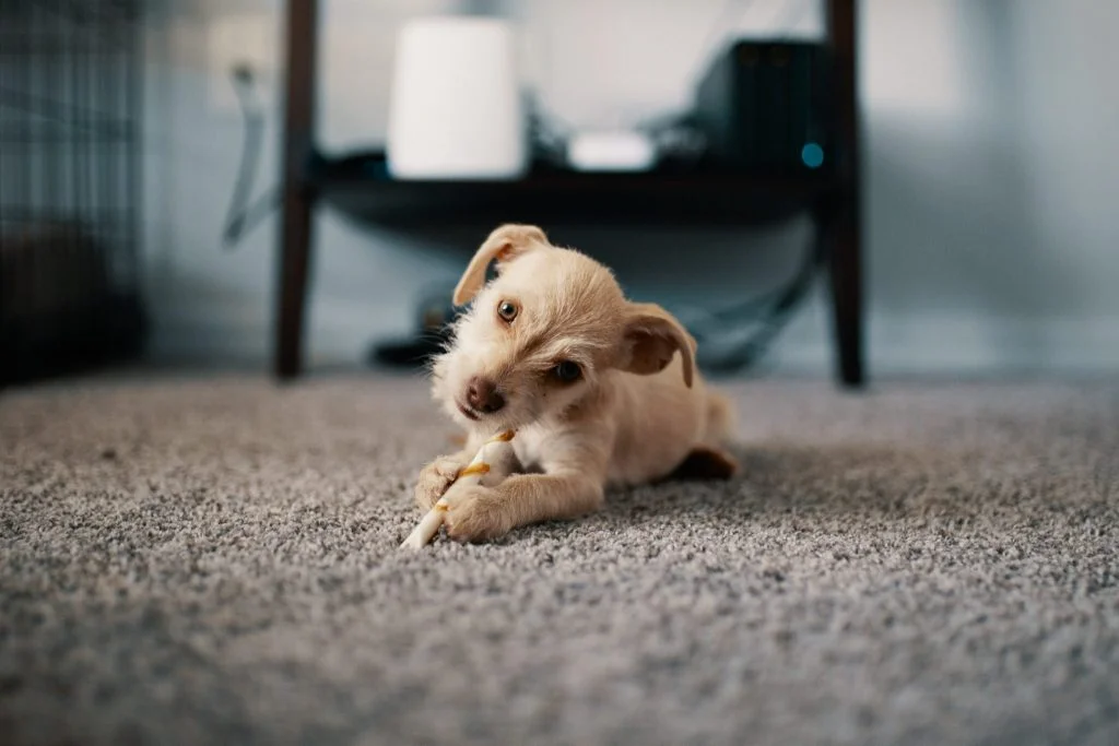 Birstall Carpet Cleaning