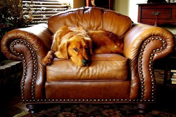 Upholstery Cleaning