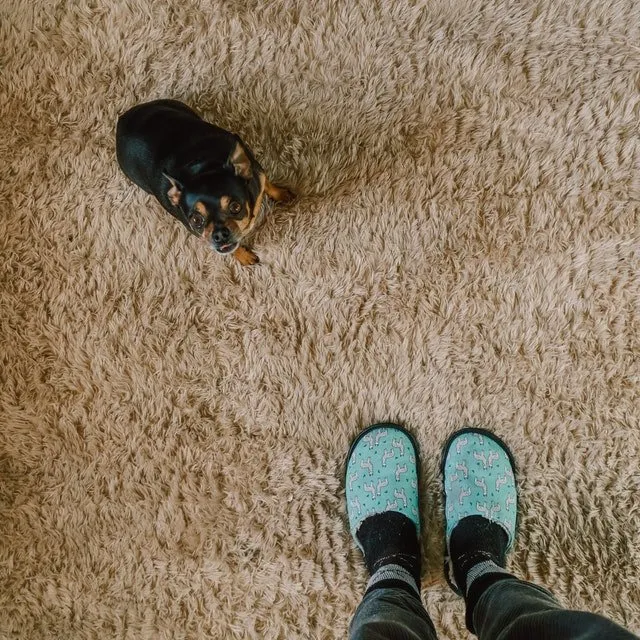 Carpet Cleaning Shepshed