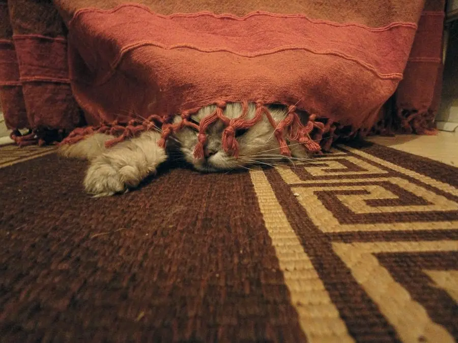 Domestic Carpet Cleaning