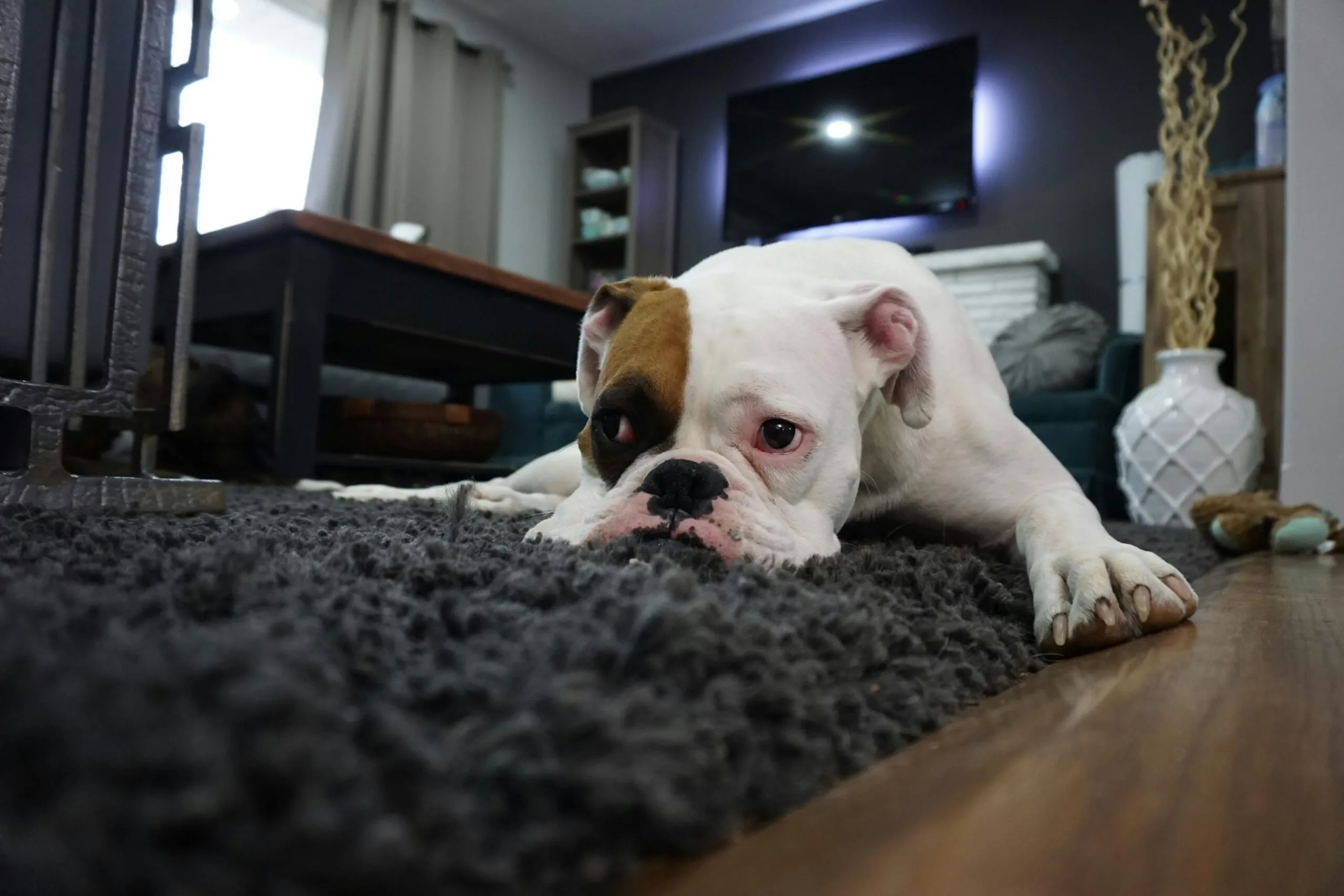 pet on carpet